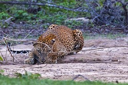 leopard1.jpg