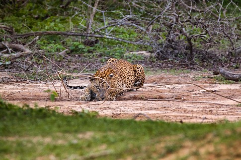 leopard2--1-of-1-.jpg