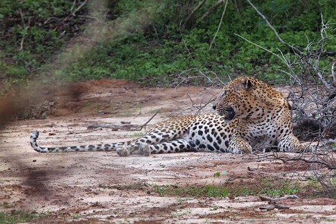 leopard5--1-of-1-.jpg