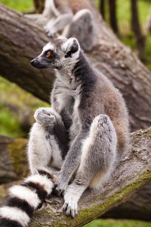 lemur6-.jpg
